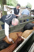 Germano Rigotto participa do lançamento da campanha de Vacinação contra Febre Aftosa em Eldorado do Sul. Autor: Ivan de Andrade