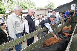 Germano Rigotto participa do lançamento da campanha de Vacinação contra Febre Aftosa em Eldorado do Sul. Autor: Ivan de Andrade