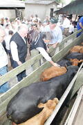 Germano Rigotto participa do lançamento da campanha de Vacinação contra Febre Aftosa em Eldorado do Sul. Autor: Ivan de Andrade