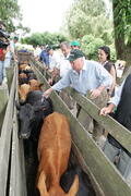 Germano Rigotto participa do lançamento da campanha de Vacinação contra Febre Aftosa em Eldorado do Sul. Autor: Ivan de Andrade