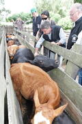 Germano Rigotto participa do lançamento da campanha de Vacinação contra Febre Aftosa em Eldorado do Sul. Autor: Ivan de Andrade