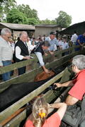 Germano Rigotto participa do lançamento da campanha de Vacinação contra Febre Aftosa em Eldorado do Sul. Autor: Ivan de Andrade