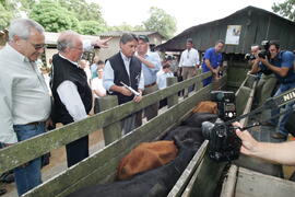 Germano Rigotto participa do lançamento da campanha de Vacinação contra Febre Aftosa em Eldorado do Sul. Autor: Ivan de Andrade