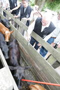 Germano Rigotto participa do lançamento da campanha de Vacinação contra Febre Aftosa em Eldorado do Sul. Autor: Ivan de Andrade