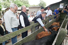 Germano Rigotto participa do lançamento da campanha de Vacinação contra Febre Aftosa em Eldorado do Sul. Autor: Ivan de Andrade