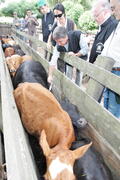 Germano Rigotto participa do lançamento da campanha de Vacinação contra Febre Aftosa em Eldorado do Sul. Autor: Ivan de Andrade