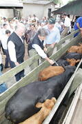 Germano Rigotto participa do lançamento da campanha de Vacinação contra Febre Aftosa em Eldorado do Sul. Autor: Ivan de Andrade
