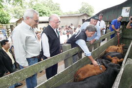 Germano Rigotto participa do lançamento da campanha de Vacinação contra Febre Aftosa em Eldorado do Sul. Autor: Ivan de Andrade