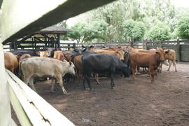 Germano Rigotto participa do lançamento da campanha de Vacinação contra Febre Aftosa em Eldorado do Sul. Autor: Ivan de Andrade