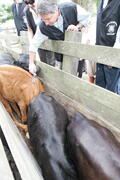 Germano Rigotto participa do lançamento da campanha de Vacinação contra Febre Aftosa em Eldorado do Sul. Autor: Ivan de Andrade
