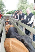 Germano Rigotto participa do lançamento da campanha de Vacinação contra Febre Aftosa em Eldorado do Sul. Autor: Ivan de Andrade