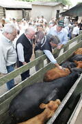 Germano Rigotto participa do lançamento da campanha de Vacinação contra Febre Aftosa em Eldorado do Sul. Autor: Ivan de Andrade